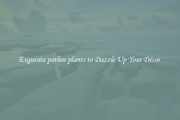 Exquisite pothos plants to Dazzle Up Your Décor 